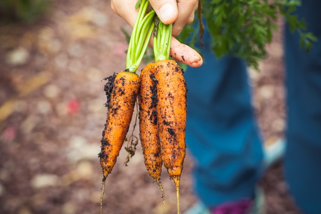 agriculture bio