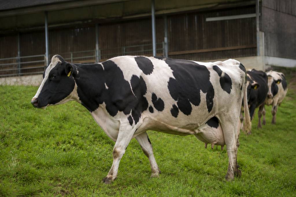 Prix vache de réforme prim’holstein : évolution du marché et critères de valorisation Prix vache de réforme prim'holstein : évolution du marché et critères de valorisation