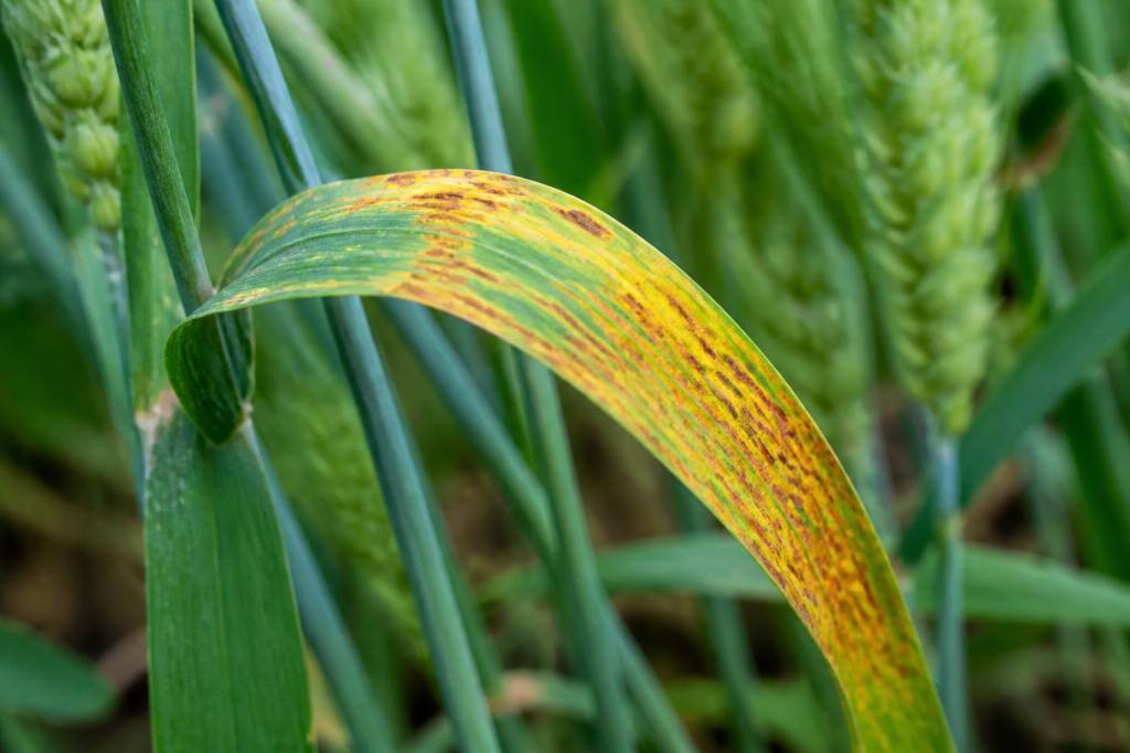 Nielle maladie : causes, symptômes et méthodes de lutte en agriculture Nielle maladie : causes, symptômes et méthodes de lutte en agriculture