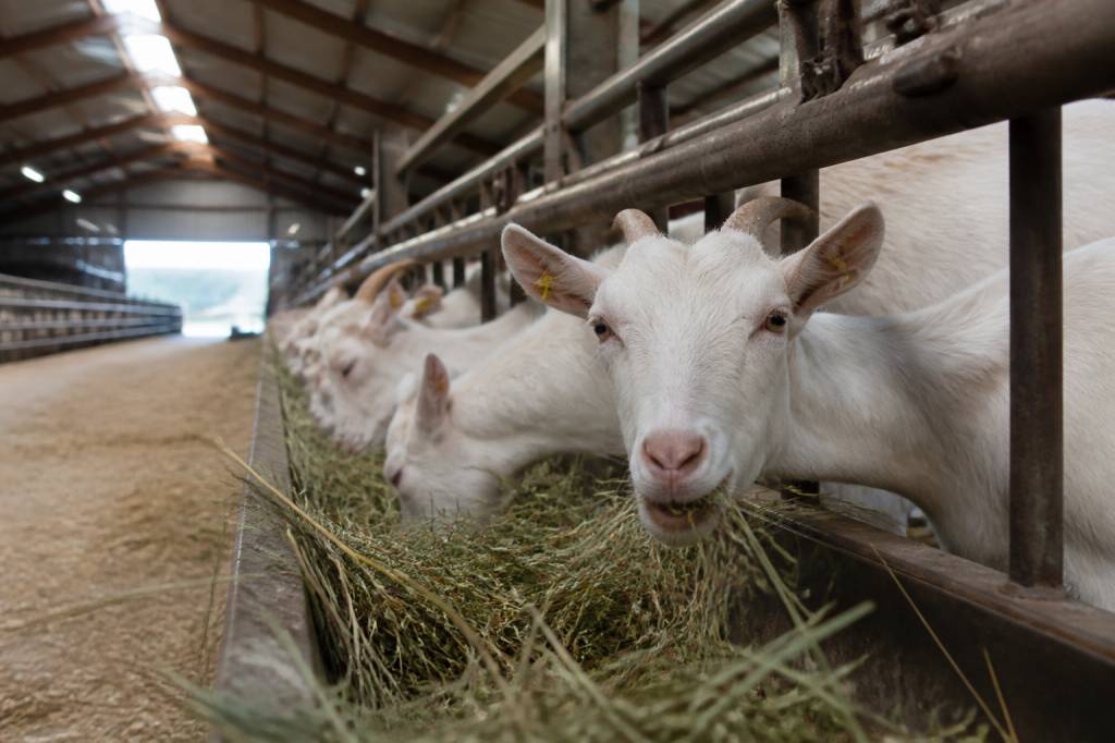 Chèvres laitières : guide complet pour l’élevage, l’alimentation et la production de lait Chèvres laitières : guide complet pour l’élevage, l’alimentation et la production de lait