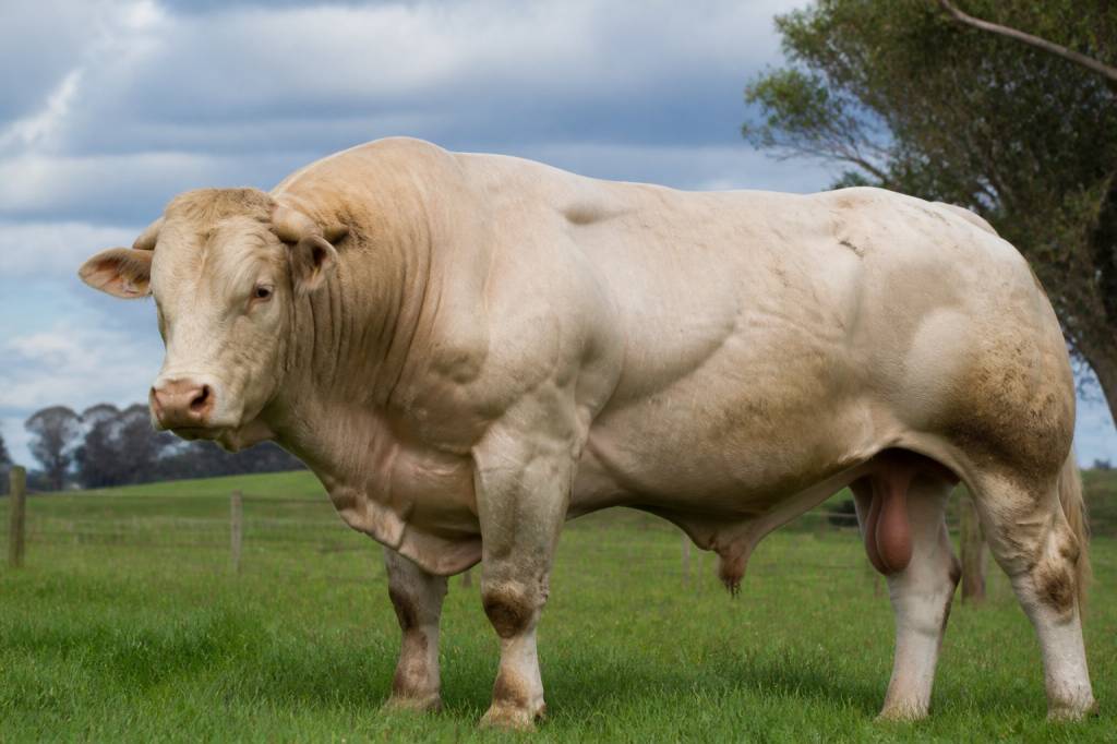 Le taureau le plus gros du monde : quel est ce géant de l’élevage ? Le taureau le plus gros du monde : quel est ce géant de l’élevage ?