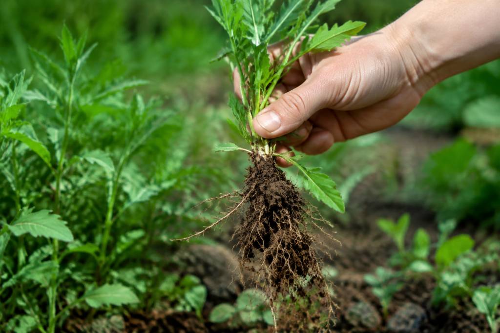Tableau des plantes bio-indicatrices : identifier les plantes et comprendre son sol Tableau des plantes bio-indicatrices : identifier les plantes et comprendre son sol