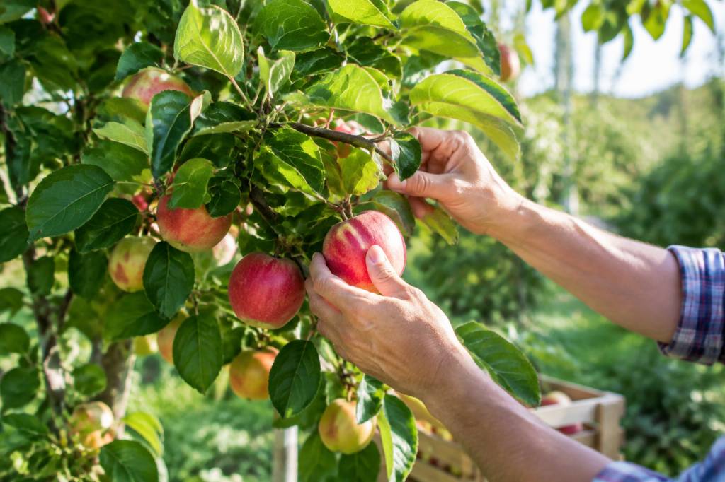 Comment produire des fruits de qualité dans son jardin ou son verger Comment produire des fruits de qualité dans son jardin ou son verger