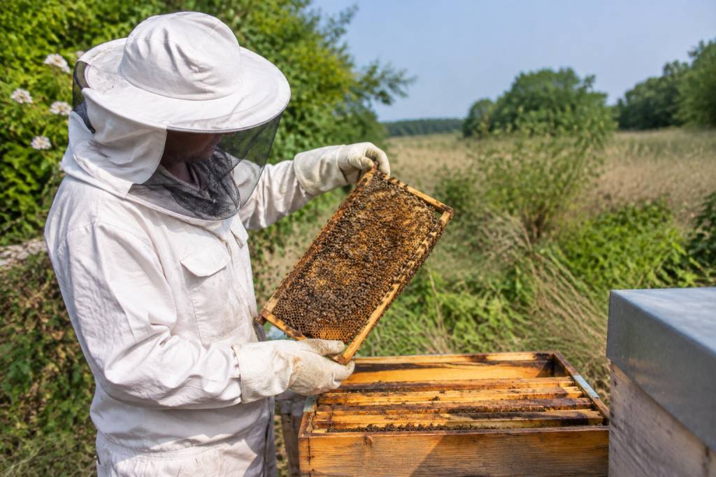Apiculture en Vendée : conseils et ressources pour les apiculteurs en 2026 Apiculture en Vendée : conseils et ressources pour les apiculteurs en 2026