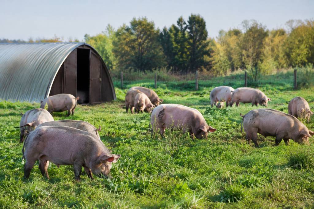 Cochon gyrovague : comprendre ce mode d’élevage en plein air Cochon gyrovague : comprendre ce mode d’élevage en plein air