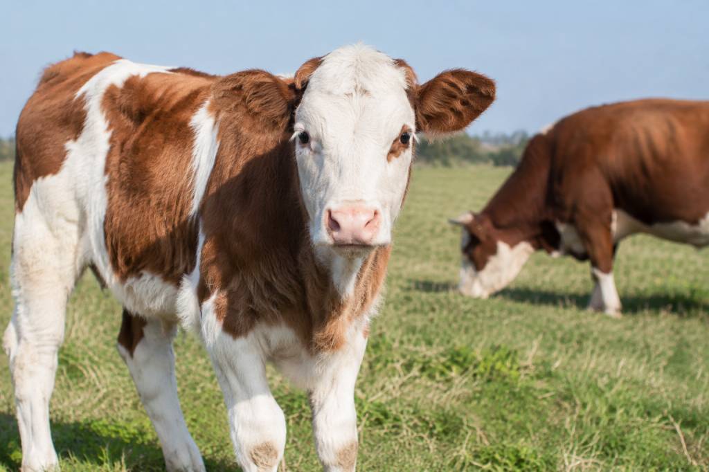 Veaux viande : élevage, alimentation et critères de qualité Veaux viande : élevage, alimentation et critères de qualité