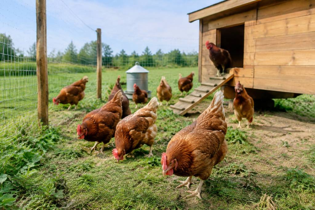 Combien de poule au m² en bio : quelles règles respecter ? Combien de poule au m² en bio : quelles règles respecter ?