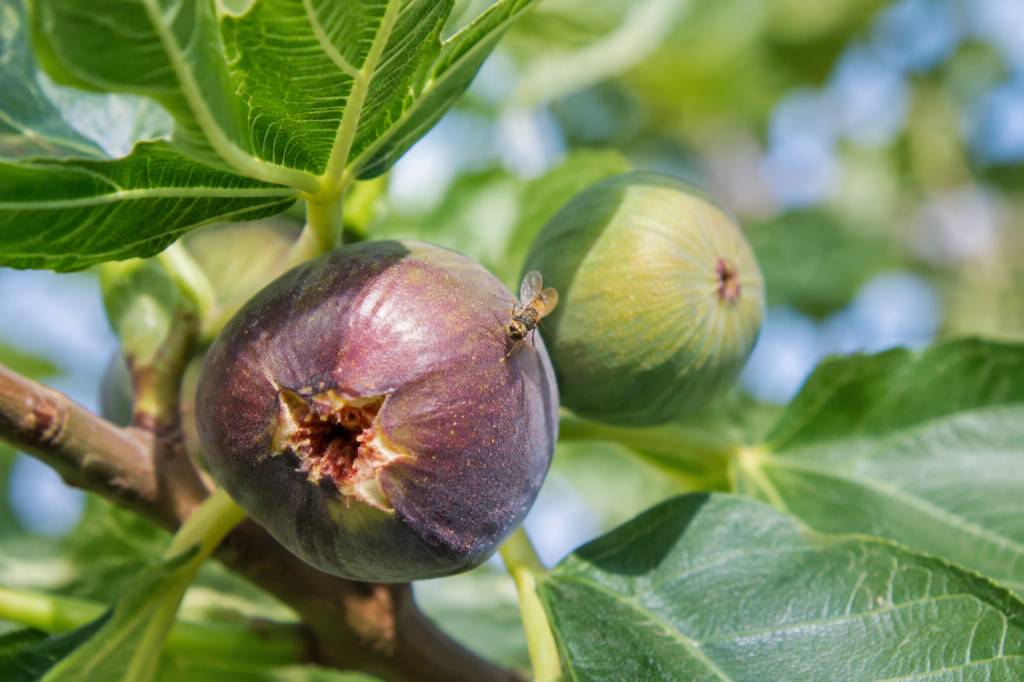 Mouche du figuier : comment la reconnaître et protéger ses fruits Mouche du figuier : comment la reconnaître et protéger ses fruits